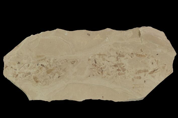 Insect Fossil Cluster- Green River Formation, Utah #101590